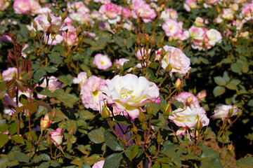 Beautiful pink rose in a garden ideal for wallpaper