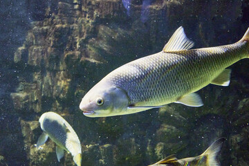 The white cupid Ctenopharyngodon idella is a species of ray-finned fish of the Cyprinid family, the only species of the genus Ctenopharyngodon swimming in water