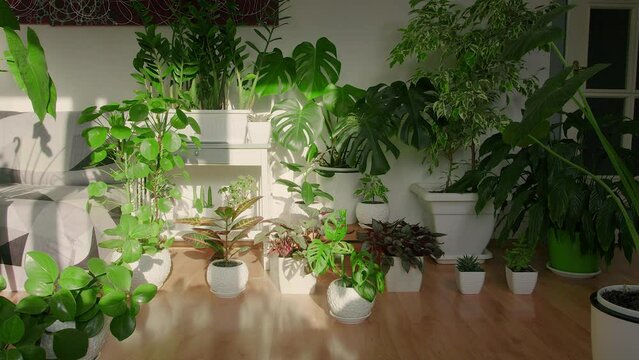 Bright room with lots of flowers. Timelapse of light rays from the window. Day turns into night.