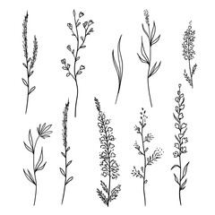 Lavender flowers, grass, leaves, plants, wild flowers on a transparent background. Clipart for fabric postcards for wedding decoration