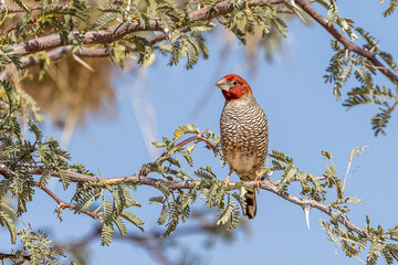 Rotkopfamadine.Amadina erythrocephala.(Linnaeus, 1758)