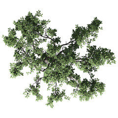 Acacia Tree – Isolated Plan View