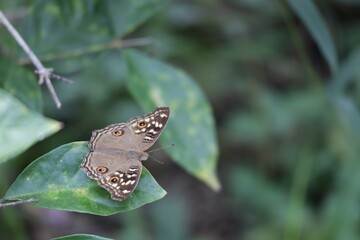 butterfly on a flower