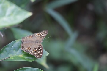 butterfly on leaf