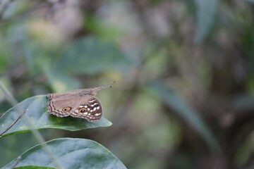 butterfly on a leaf