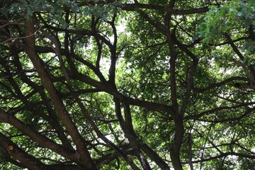trees in the forest