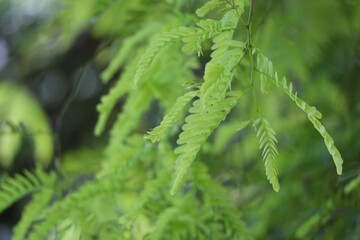 green fern in the forest