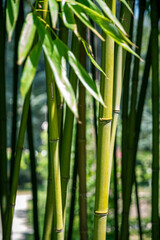 Fototapeta na wymiar Bamboo forest background