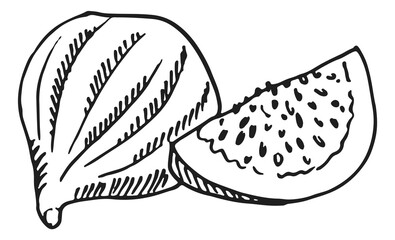 Fig sketch. Sweet exotic fruit. Diet food