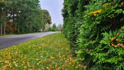 Autumn in the village. Green and yellow tree leaves and grass