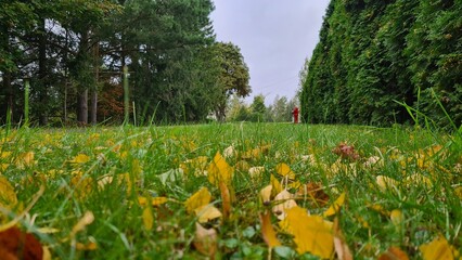 Obraz premium Autumn in the village. Green and yellow tree leaves and grass