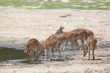 Obraz na płótnie Canvas Spotted deer drinking at a water hole in a safari park.