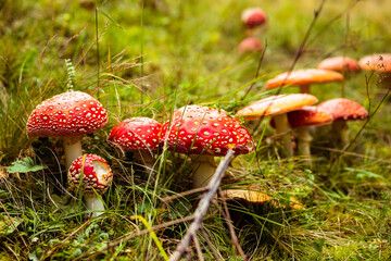 Amanita muscaria, commonly known as the fly agaric or fly amanita mushrooms in the grass. Fly mushrooms with red dotted cap. Toadstool fungi growing in autumn forest