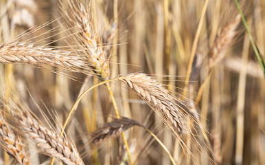 Ears of grain close-up. Golden ripening grain. Ears of rye before harvest in the field. Growing...