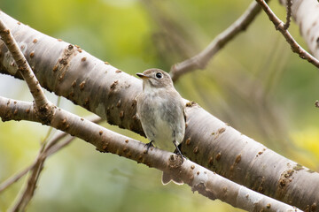 秋の渡りの途中に休息をとるコサメビタキ