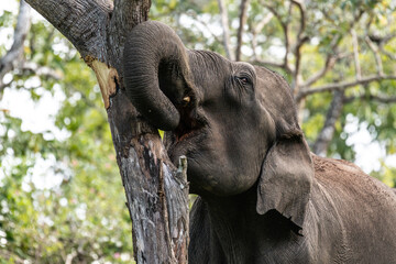 elephant debarking