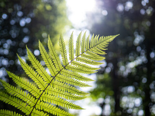 fern leaves in forest in sunshine.