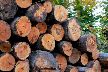 Tree trunks cut in the forest.