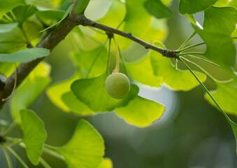 gingko leaves in the  sunshine