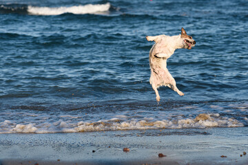 Happy excited dog jumping up near water playing at sea beach