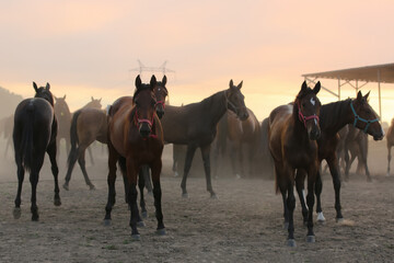 Fototapeta na wymiar A herd of horses in a field runs in the dust at sunset