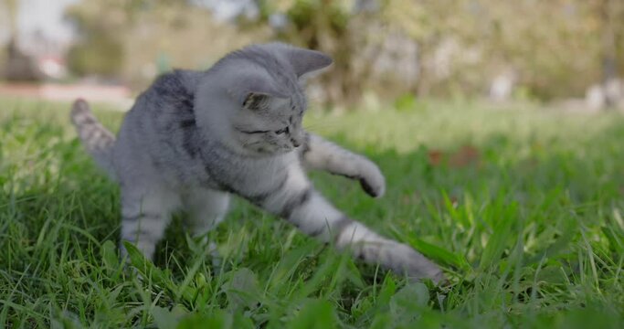 Grey tabby cat play in the grass on a nature, slow motion