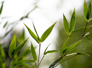 bamboo leaves in the sunlight