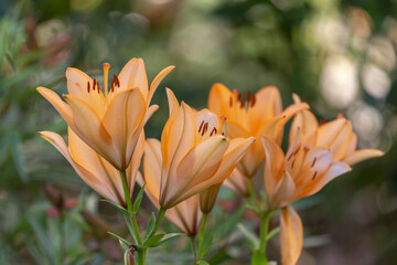 bouquet of orange lilies close-up