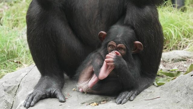 Baby chimpanzee sitting in its mother's arms and eating its toes, 4k slow motion footage, funny animal concept.