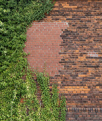 old brick wall and green ivy leaves