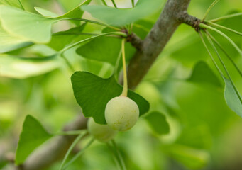green Ginkgo leaves and fruits in the sunlight