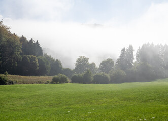 Fototapeta premium forest in the fog in sunshine