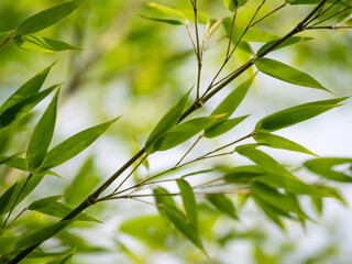 Fototapeta na wymiar bamboo leaves in the sunlight