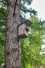 Wooden bird house 