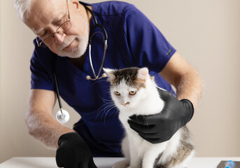 An elderly gray-haired veterinary doctor with a stethoscope and glasses examines a cat in a veterinary hospital, close-up, light background