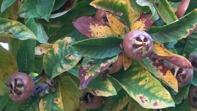 Medlar fruit Mespilus germanica on a branch