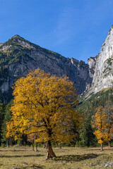 Baum im Herbstkleid vor Felswand