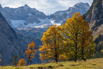 Fototapeta premium Bäume im Herbst vor Bergen mit Schnee