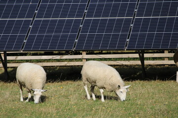 sheep grazing on green grass on photovoltaic power plant with solar panels in the background 