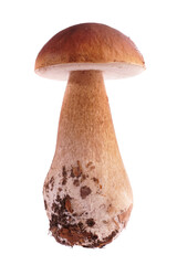 Fresh single Boletus Edulis Mushroom isolated on white Background