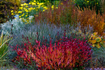 Fototapeta na wymiar Autumn garden with flowering plants. Perennials in the botanical garden in autumn season