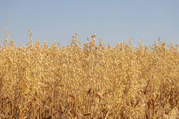 Selective focus of golden yellow ripe or dry cereal or grain plant with blue sky, Avena sativa (Oat) is commonly eaten or taken as a medicinal supplement for its highly-acclaimed health benefits.