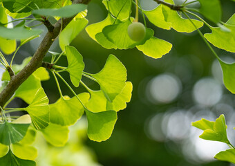 green Ginkgo leaves and fruits in the sunlight