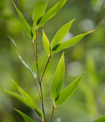 bamboo leaves in the sunlight