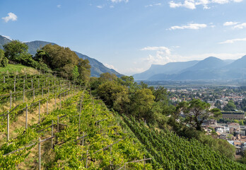 Fototapeta premium vineyards of city Meran in South Tyrol, Italy