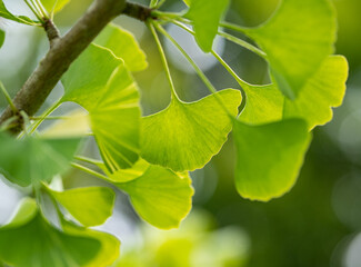 green Ginkgo leaves in the sunlight