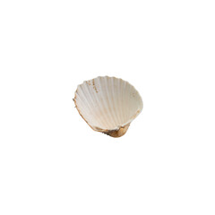 Inner side of the shell on white background