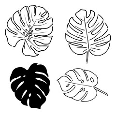 Tropical palm leave in sketch style, isolated vector illustration. Leave of palm tree in linear doodle style. Botanical minimalist print of exotic leave, sketch design. © Elala 9161