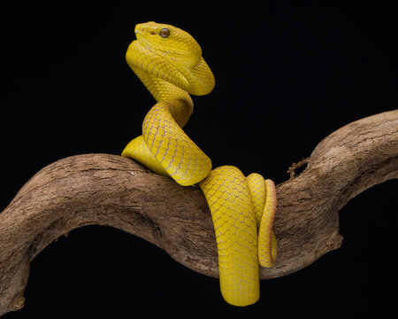 snake on a branch