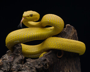 snake on a tree
